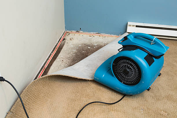 Best Water damage contractors near me  in St Marys, OH